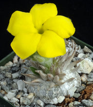 Load image into Gallery viewer, Pachypodium brevicaule