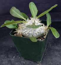 Load image into Gallery viewer, Pachypodium brevicaule *Own Roots*