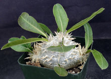Load image into Gallery viewer, Pachypodium brevicaule *Own Roots*