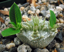 Load image into Gallery viewer, Pachypodium brevicaule