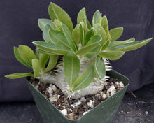 Load image into Gallery viewer, Pachypodium brevicaule Big plant on own roots! (B)