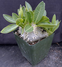 Load image into Gallery viewer, Pachypodium brevicaule Big plant on own roots! (B)