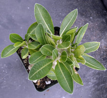 Load image into Gallery viewer, Pachypodium brevicaule Big plant on own roots! (B)