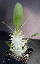 Load image into Gallery viewer, Pachypodium eburneum
