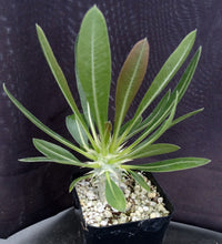 Load image into Gallery viewer, Pachypodium eburneum
