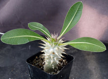 Load image into Gallery viewer, Pachypodium eburneum