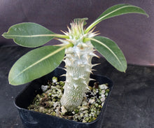 Load image into Gallery viewer, Pachypodium eburneum