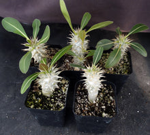Load image into Gallery viewer, Pachypodium eburneum