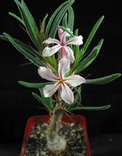 Load image into Gallery viewer, Pachypodium succulentum v. griquense