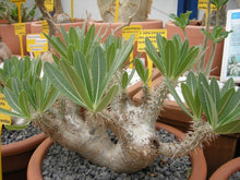 Load image into Gallery viewer, Pachypodium horombense