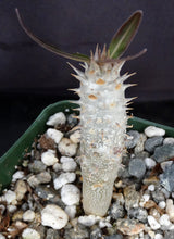 Load image into Gallery viewer, Pachypodium inopinatum