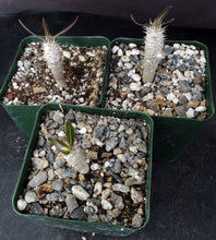 Load image into Gallery viewer, Pachypodium inopinatum
