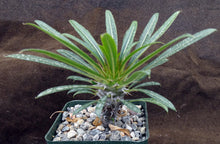 Load image into Gallery viewer, Pachypodium lamerei