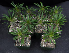 Load image into Gallery viewer, Pachypodium lamerei