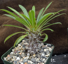 Load image into Gallery viewer, Pachypodium lamerei