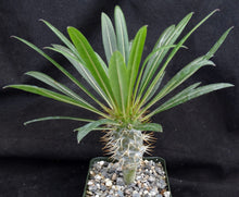 Load image into Gallery viewer, Pachypodium lamerei