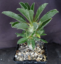 Load image into Gallery viewer, Pachypodium lealii v. saundersii 'compactum'
