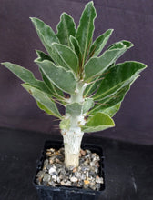 Load image into Gallery viewer, Pachypodium lealii v. saundersii 'compactum'