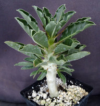 Load image into Gallery viewer, Pachypodium lealii v. saundersii 'compactum'