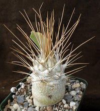 Load image into Gallery viewer, Pachypodium namaquanum