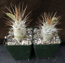 Load image into Gallery viewer, Pachypodium namaquanum