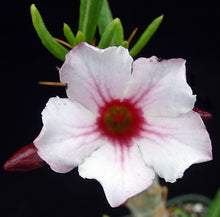 Load image into Gallery viewer, Pachypodium bispinosum