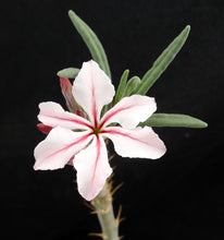Load image into Gallery viewer, Pachypodium succulentum v. griquense