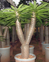 Load image into Gallery viewer, Pachypodium lamerei
