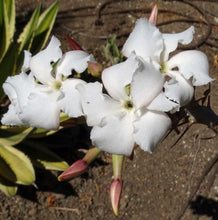 Load image into Gallery viewer, Pachypodium lealii v. saundersii 'compactum'