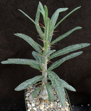 Load image into Gallery viewer, Pachypodium succulentum v. griquense