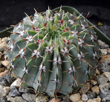 Load image into Gallery viewer, Parodia buiningii