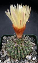 Load image into Gallery viewer, Parodia buiningii