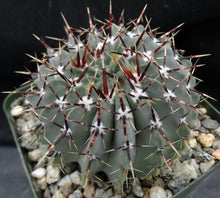 Load image into Gallery viewer, Parodia buiningii