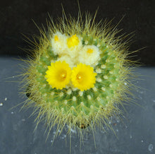 Load image into Gallery viewer, Parodia chrysacanthion Big plants!