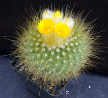 Load image into Gallery viewer, Parodia chrysacanthion Big plants!