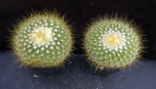 Load image into Gallery viewer, Parodia chrysacanthion Big plants!