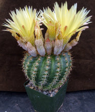 Load image into Gallery viewer, Parodia crassigibba (B) Big plant!