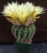 Load image into Gallery viewer, Parodia crassigibba (B) Big plant!