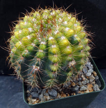 Load image into Gallery viewer, Parodia crassigibba 'variegata'