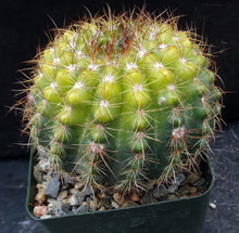 Load image into Gallery viewer, Parodia crassigibba 'variegata'