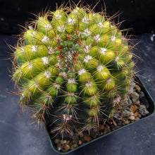 Load image into Gallery viewer, Parodia crassigibba 'variegata'