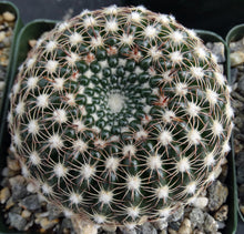 Load image into Gallery viewer, Parodia ritteriana