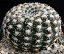 Load image into Gallery viewer, Parodia ritteriana