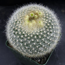 Load image into Gallery viewer, Parodia haselbergii