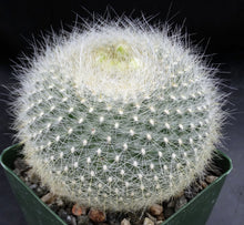 Load image into Gallery viewer, Parodia haselbergii