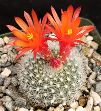 Load image into Gallery viewer, Parodia haselbergii
