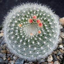 Load image into Gallery viewer, Parodia haselbergii