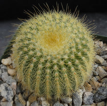 Load image into Gallery viewer, Parodia leninghausii