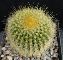 Load image into Gallery viewer, Parodia leninghausii
