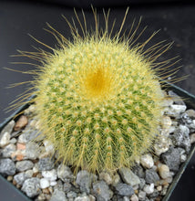 Load image into Gallery viewer, Parodia leninghausii